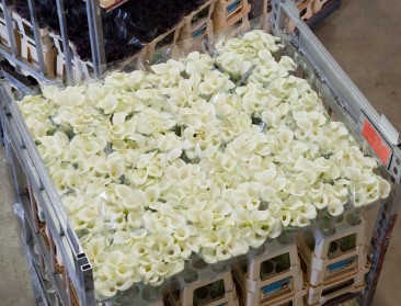 Italiaanse maffia aasde op Nederlandse bloemen