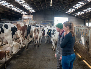 Rundveehouder over IBR-uitbraak: “Dit wens je je grootste vijand niet toe”