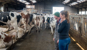 Rundveehouder over IBR-uitbraak: “Dit wens je je grootste vijand niet toe”