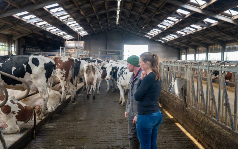 Rundveehouder over IBR-uitbraak: “Dit wens je je grootste vijand niet toe”