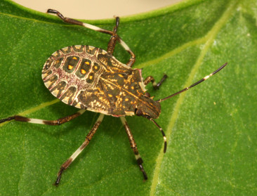 Stinkwants rukt op in Europa en bedreigt fruitoogst