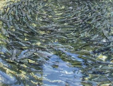 Jonge Belg is belangrijke innovator in de viskwekerij