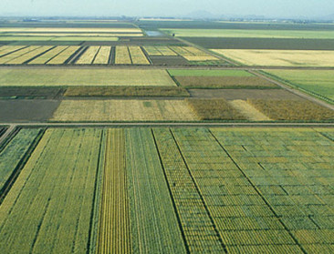 PlattelandsTV belicht onderzoek landgenoot bij CIMMYT