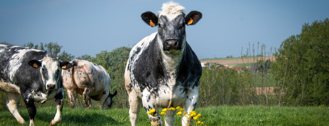 dikbilwitblauwweidekoevleesvee