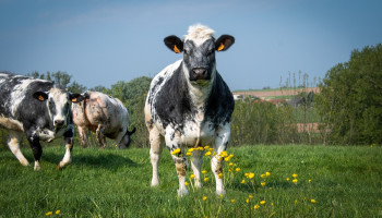 Ontbossingswet krijgt staartje in eigen land: "zorgvuldigheidsverklaring" nodig per geslacht rund