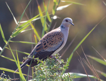 1 op 8 vogels wereldwijd met uitsterven bedreigd