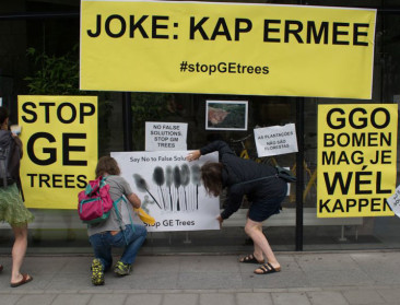 Veldbevrijders vragen om te kappen met ggo-populieren