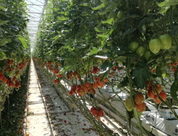 Trostomaat bracht kleur en smaak in het aanbod