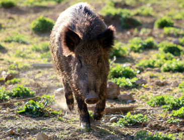 79 procent minder uitbraken van Afrikaanse varkenspest in EU