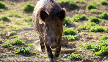 79 procent minder uitbraken van Afrikaanse varkenspest in EU