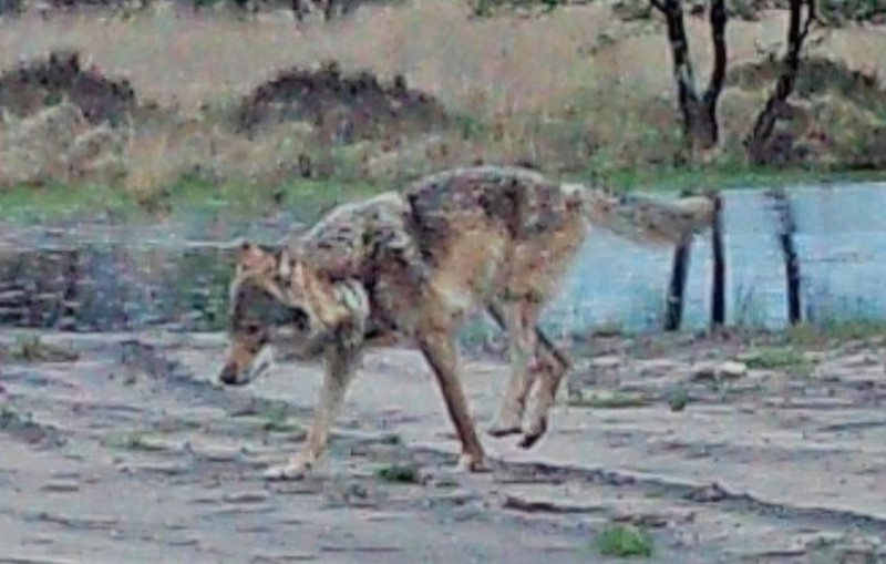 maurice-de-nieuwe-wolf_INBO1
