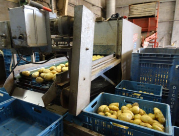 Geen 150, maar 15 euro per ton: Prijs voor aardappelen neemt forse duik