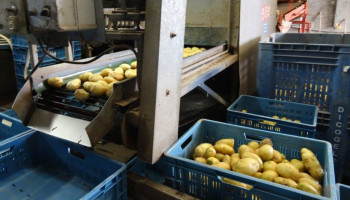 Geen 150, maar 15 euro per ton: Prijs voor aardappelen neemt forse duik