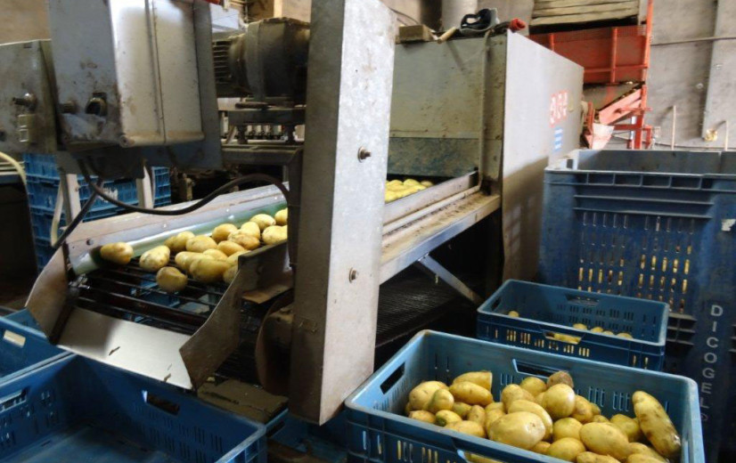 Geen 150, maar 15 euro per ton: Prijs voor aardappelen neemt forse duik