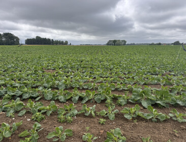 Verboden middel oxamyl teruggevonden op landbouwpercelen bij  Grote Kemmelbeek