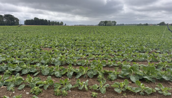 Verboden middel oxamyl teruggevonden op landbouwpercelen bij  Grote Kemmelbeek