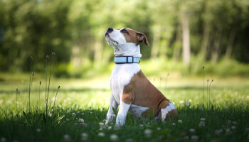 Giftige bloemen en zieke dieren: vlooienmiddel bevat stoffen die allang in landbouw verboden zijn