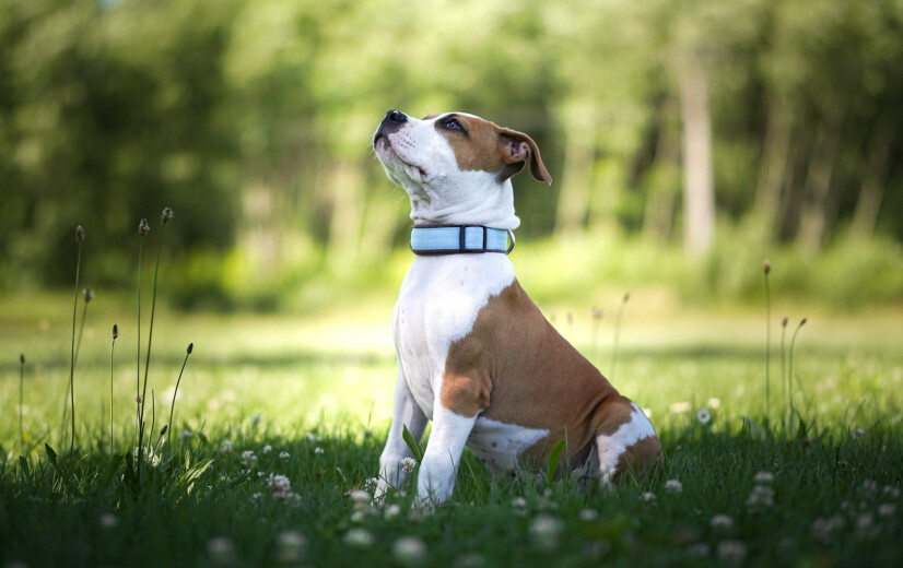 Giftige bloemen en zieke dieren: vlooienmiddel bevat stoffen die allang in landbouw verboden zijn