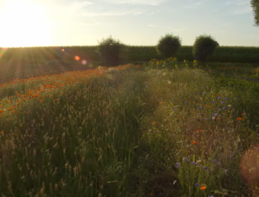 Theemakers verbeteren biodiversiteit met kruidenstroken bij boeren