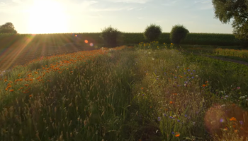 Theemakers verbeteren biodiversiteit met kruidenstroken bij boeren