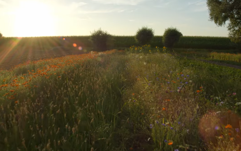 Theemakers verbeteren biodiversiteit met kruidenstroken bij boeren