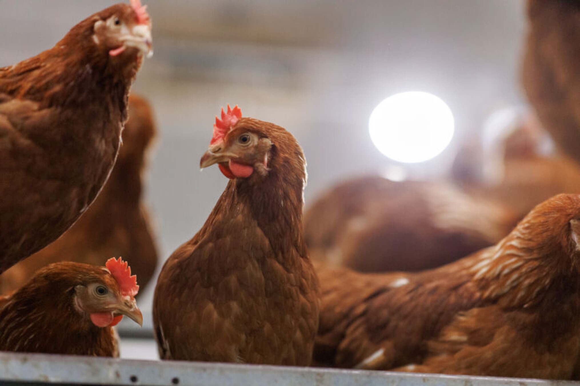Studiedag Langleefbaarheid van hennen in de praktijk
