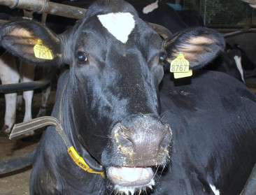 "Enkel landbouw heeft resultaatsverbintenis klimaat"