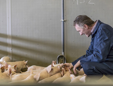 “Opsteker voor Vlaamse varkenssector”