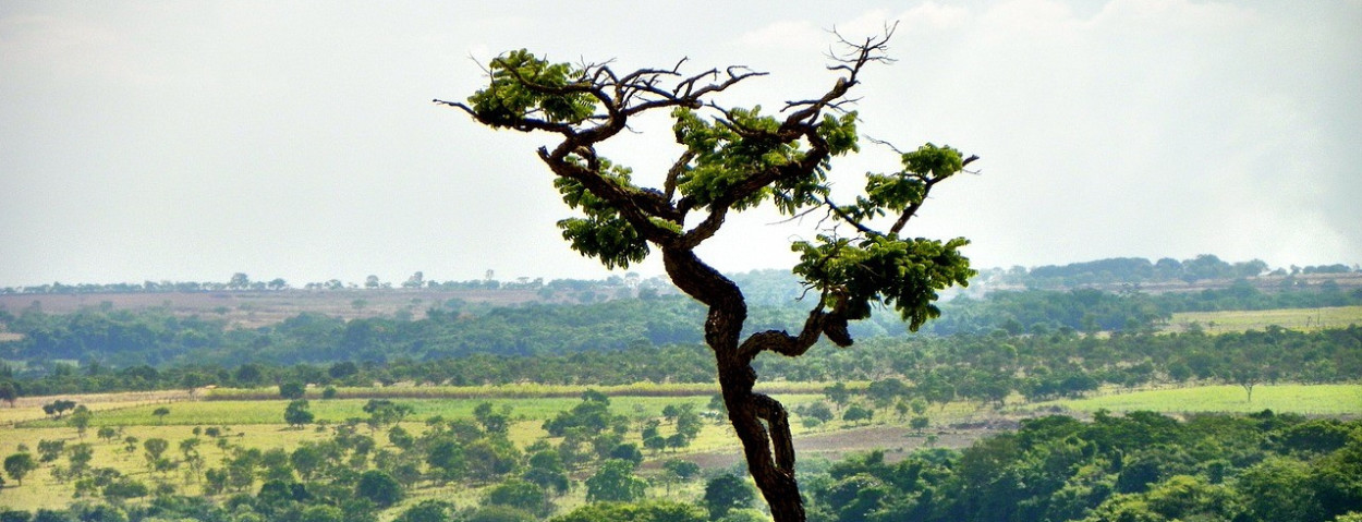 cerrado-goias-brazilie-ontbossing-mercosur-1280