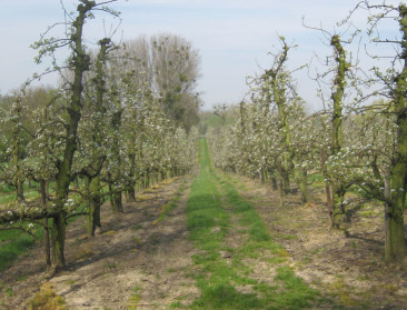 Oplossing in de maak voor fruitteelt op Wijngaardberg