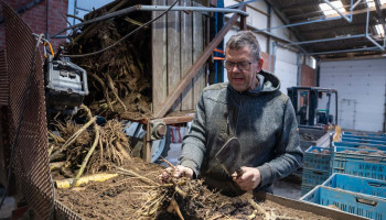 Twee meter hoge yacon is levenswerk voor Limburgse aspergeteler
