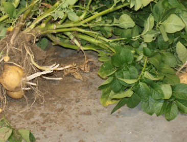 Noordwest-Europa zal 18 pct minder aardappelen oogsten