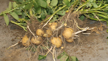 Aardappelketen staat voor moeilijke oogst: "Ga in gesprek met je afnemer bij contractproblemen"