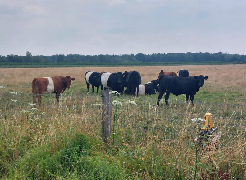 Turnhouts Vennengebied koeien