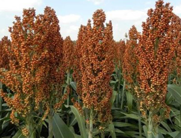 Hooibeekhoeve onderzoekt potentieel sorghum 