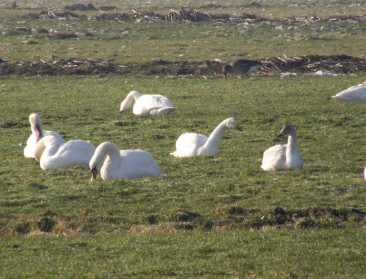 Tweede geval van vogelgriep in ons land