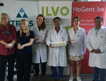 Food Pilot schaaft aan vriesdroogproces van Andes-patat