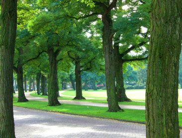 Eén oude boom heeft positievere effecten op gezondheid dan 10 kleine bomen