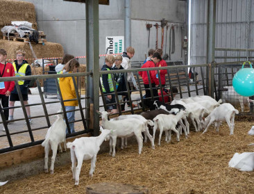 200 leerlingen krijgen spoedcursus landbouw op geiten- en melkveeboerderij