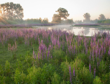 "Eén moeras maakt de lente niet: drainagebeleid moet op de schop"