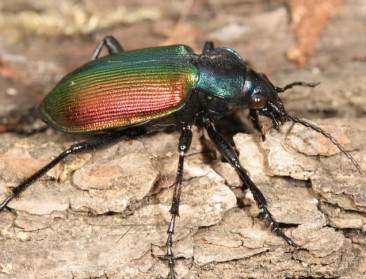 Eerste succesvolle kweek in Europa van de grote poppenrover