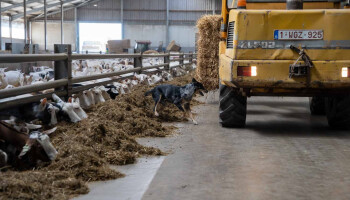 Verwerker van geitenmelk zoekt Vlaamse biologische geitenbedrijven