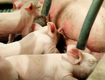 Toeslag melk en varkens is bijna 8% van landbouwinkomen