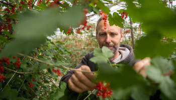 Bessenteelt staat onder druk in Vlaanderen