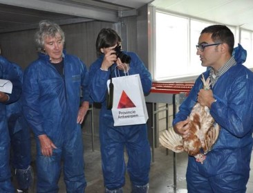 Hoe borstbeenproblemen voorkomen bij legkippen? 