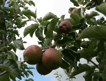 Fruitsector verwacht "normale opbrengsten"