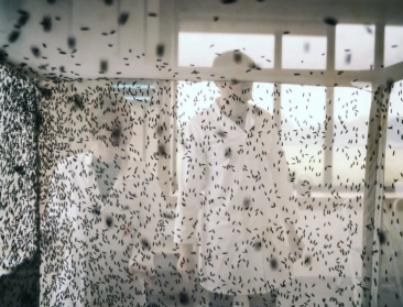 Hogeschool Thomas More bouwt praktijkcentrum voor insectenkweek: "Nieuwe kansen voor landbouw"