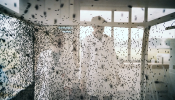 Hogeschool Thomas More bouwt praktijkcentrum voor insectenkweek: "Nieuwe kansen voor landbouw"