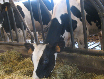 Opnieuw rundertuberculose in Meeuwen-Gruitrode