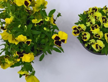 Compactheid bij planten ingebouwd in hun DNA